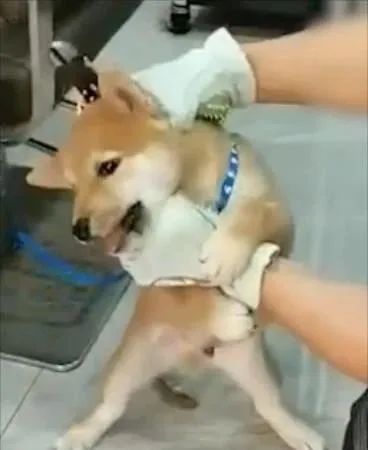 DƬ
